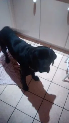 Chien perdu Labrador-Retriever