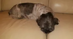 Chien trouvé Bichon à poil frisé