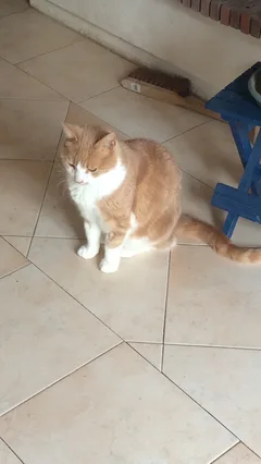 Chat perdu Européen