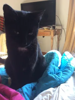 Chat perdu Croisé