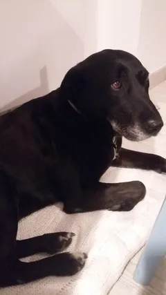 Chien trouvé Labrador-Retriever