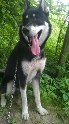 Chien perdu Alaskan Malamute