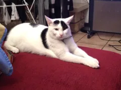 Chat perdu Européen