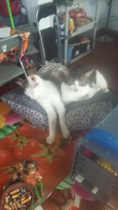 Chat perdu Sans race particulière