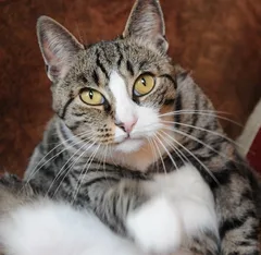 Chat perdu Européen