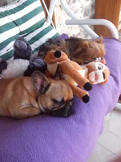 Chien perdu Croisé