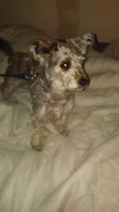 Chien trouvé Caniche