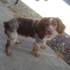 Chien trouvé Epagneul Breton