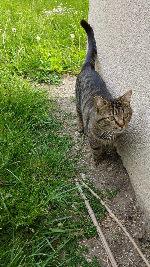 Chat trouvé
