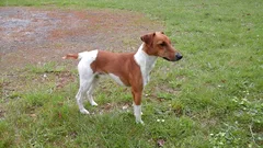 Chien perdu Fox-Terrier