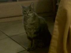 Chat perdu Chat Tigre