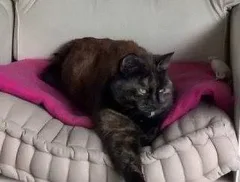 Chat perdu Européen