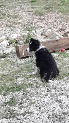 Chien perdu Border Collie