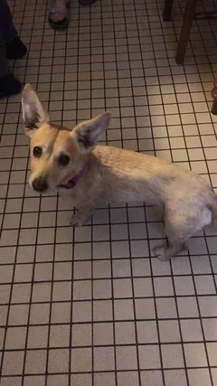 Chien trouvé Griffon Belge