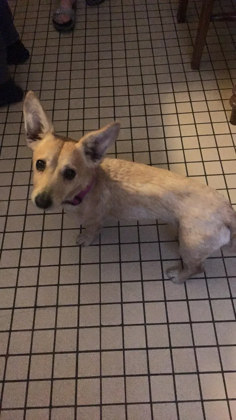 Chien trouvé