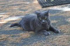 Chat perdu Chartreux
