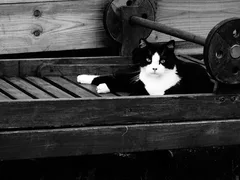 Chat perdu Européen
