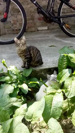 Chat perdu Européen
