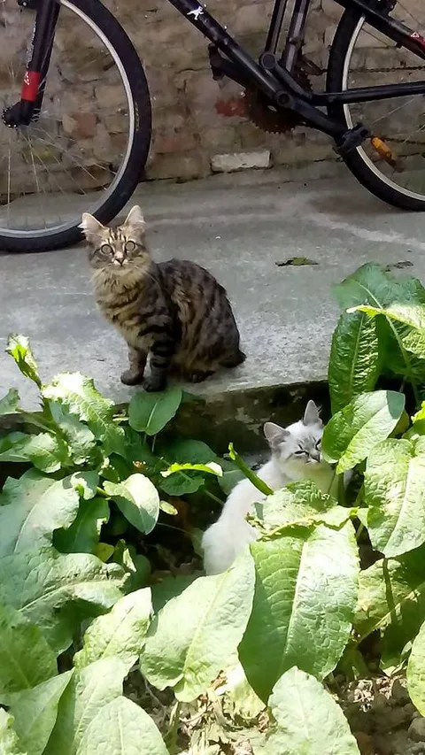 tigrette