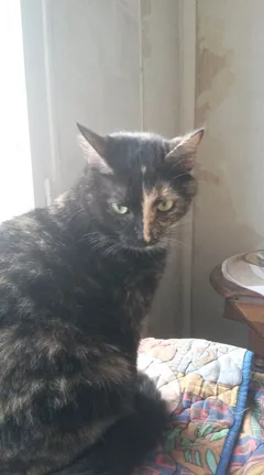 Chat perdu Européen