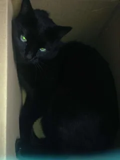 Chat perdu Européen
