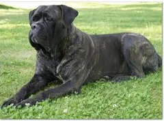Chien perdu Cane Corso