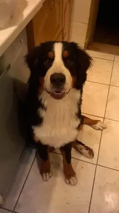 Chien perdu Bouvier Bernois