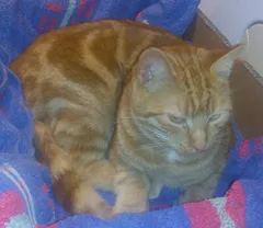 Chat perdu Européen