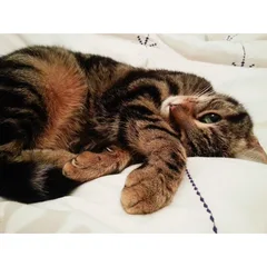 Chat perdu Croisé