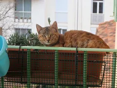 Chat perdu Européen