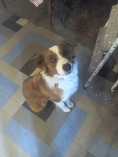 Chien perdu Border Collie