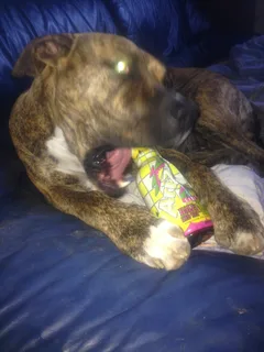Chien perdu Boxer