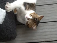 Chat trouvé Européen