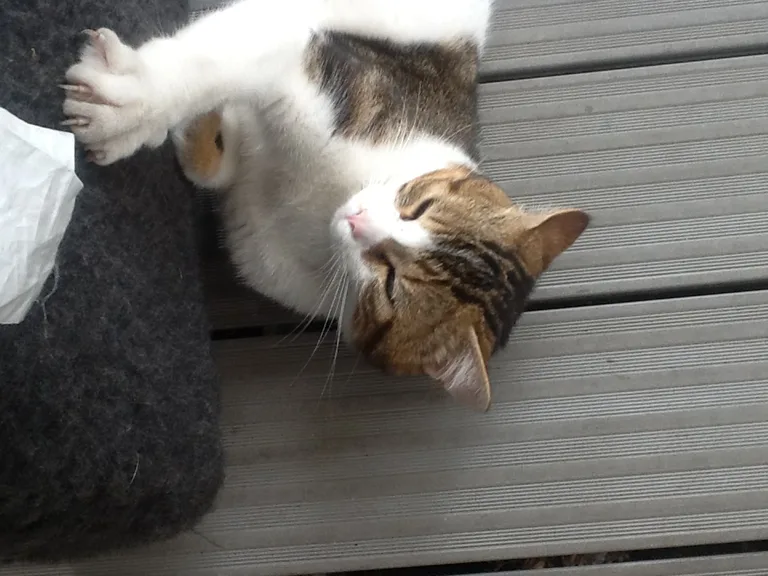 Chat trouvé