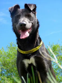 Chien perdu Beauceron