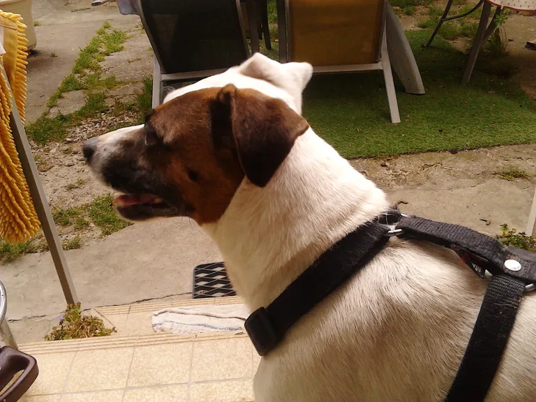 Chien trouvé