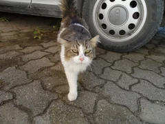 Chat trouvé Abyssin