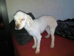 Chien perdu Caniche
