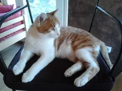 Chat perdu Européen