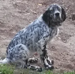 Chien perdu Setter Anglais