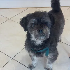 Chien perdu Shitzu