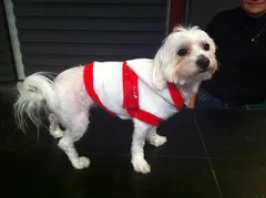 Chien perdu Bichon Maltais