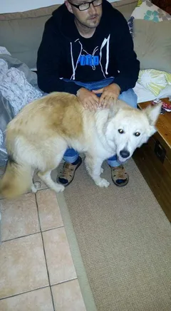 Chien trouvé Berger Belge