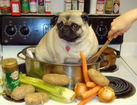 Chien trouvé