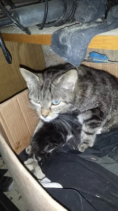 Chat trouvé Chat Tigre