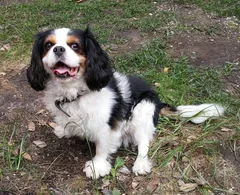 Chien trouvé Cavalier King Charles