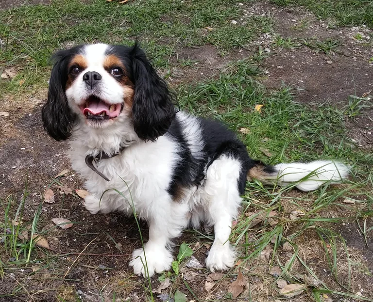 Chien trouvé