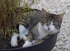 Chat perdu Européen