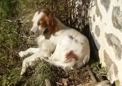 Chien perdu Setter Anglais