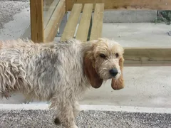 Chien trouvé Grand Griffon Vendéen